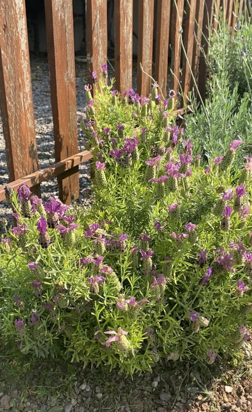 Lavender Farm House Návpaktosz Kültér fotó